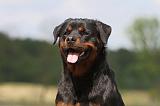 ROTTWEILER 311